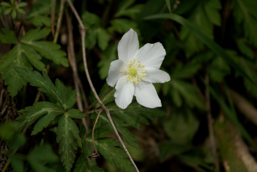 c0042418_8304065.jpg