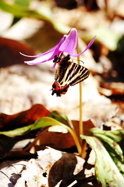 ギフチョウとカタクリの花_d0135518_19512944.jpg