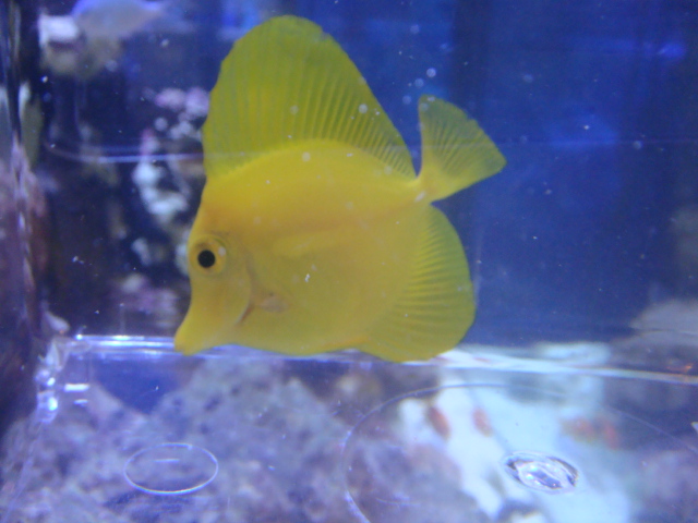 海水魚・サンゴ_f0189122_12585714.jpg