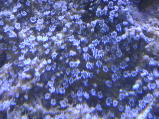 海水魚・サンゴ_f0189122_12594475.jpg