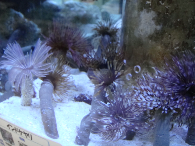 海水魚・サンゴ_f0189122_1363675.jpg