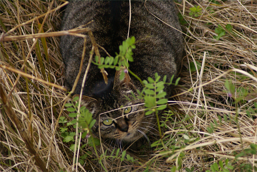 立派な体格の猫石_c0147123_21242452.jpg