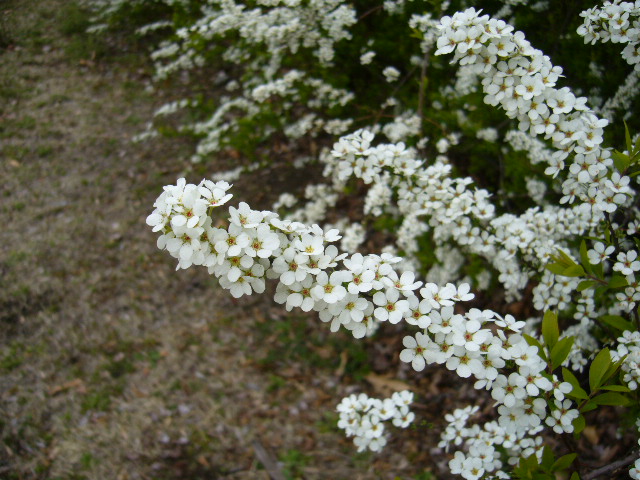 d0000324_1457392.jpg