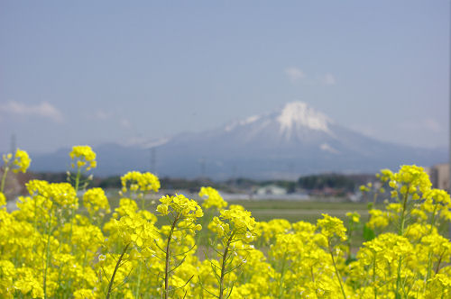 菜の花と桜と・・・_f0007926_20574796.jpg