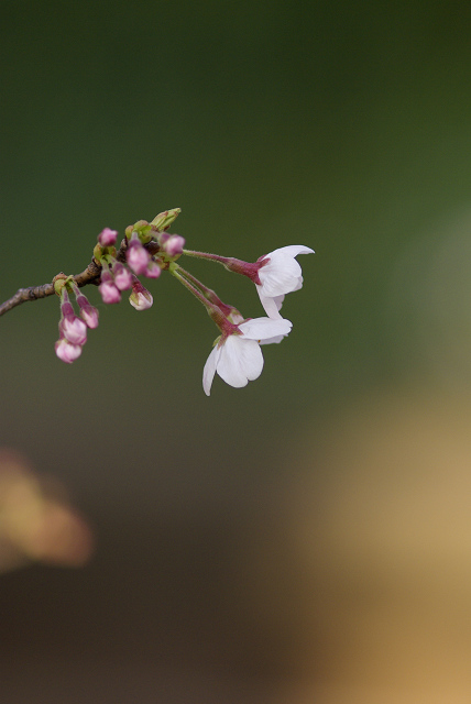 桜の主張_c0101927_22422548.jpg