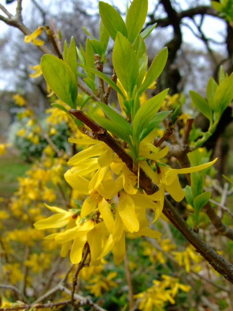 Spring... has come!_d0086329_202232.jpg