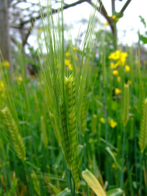 Spring... has come!_d0086329_20235074.jpg