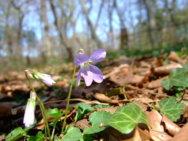 Spring... has come!_d0086329_20261883.jpg