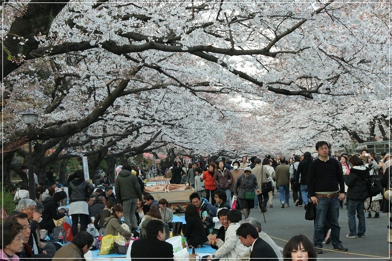 上野公園の桜と人！！_e0052135_22125722.jpg