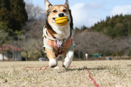 梅咲くや　犬のお供の　ボール投げ_b0031538_23285856.jpg