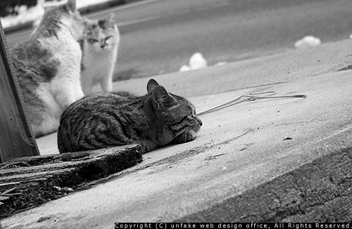 晴耕雨読_c0176838_1141837.jpg