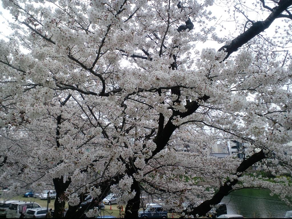 岡崎の桜祭り_b0076739_22181977.jpg