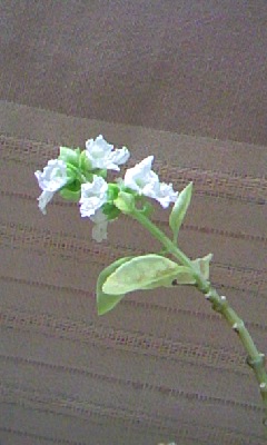 f0124642_9573647.jpg