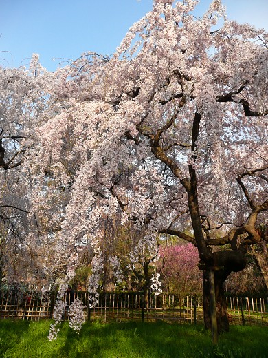 京都御苑の糸桜_c0057946_2016027.jpg