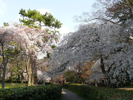 京都御苑の糸桜_c0057946_2093960.jpg