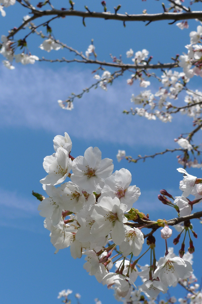桜ドライブ_b0016049_11472456.jpg