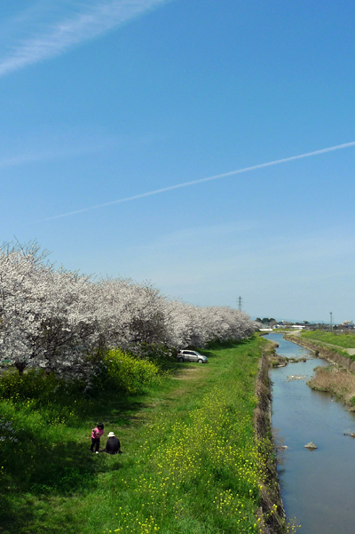 桜ドライブ_b0016049_1282783.jpg