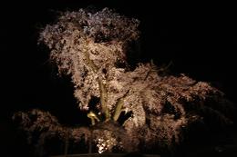 京都の桜_c0187754_20355870.jpg