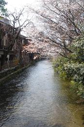 京都の桜_c0187754_21424535.jpg