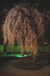京都の桜_c0187754_214931.jpg