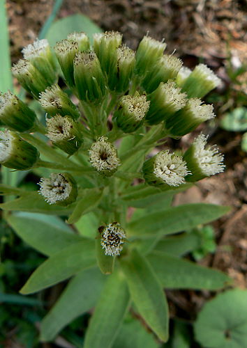 d0091754_36951.jpg
