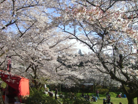 秋月の桜_a0031155_1049244.jpg