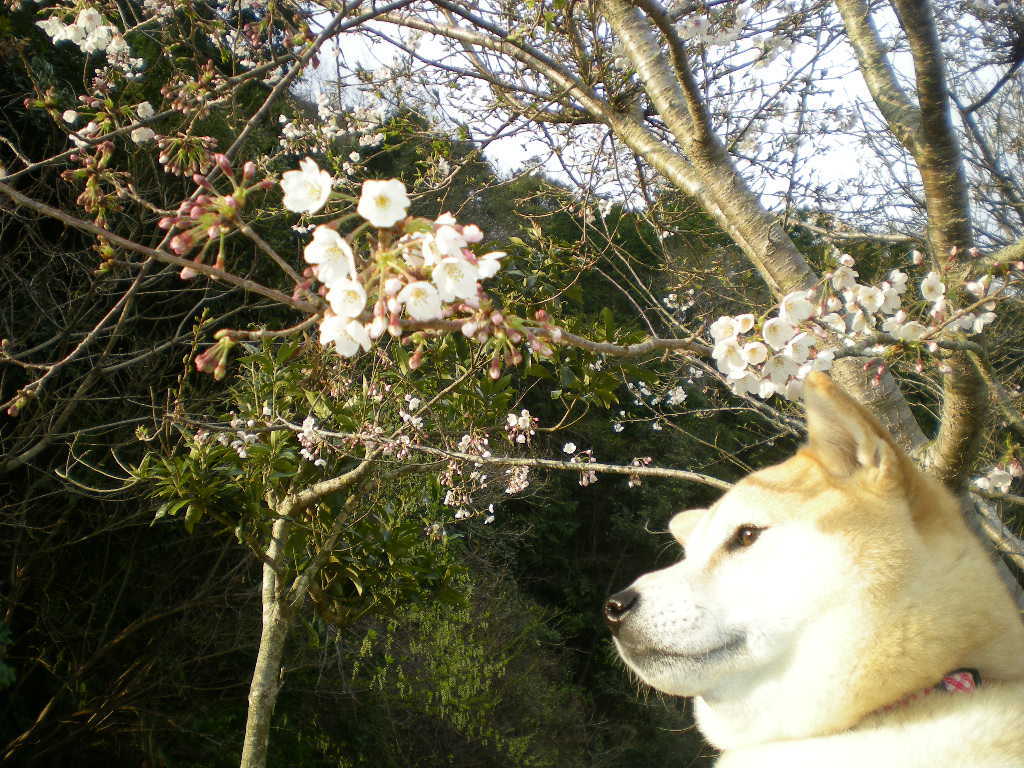 2009年3月31日(火)バトルでもカメラ目線?_f0060461_2044187.jpg