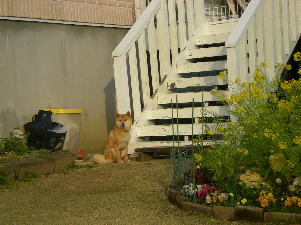 2009年3月31日(火)バトルでもカメラ目線?_f0060461_20464591.jpg