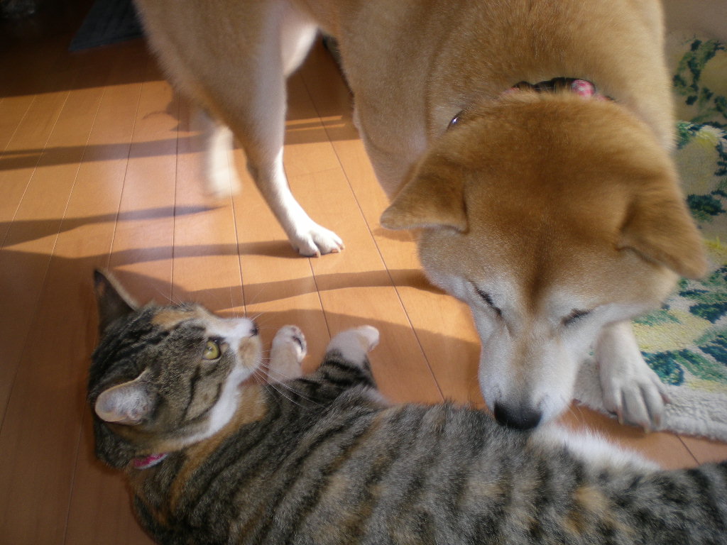 2009年3月31日(火)バトルでもカメラ目線?_f0060461_20544646.jpg