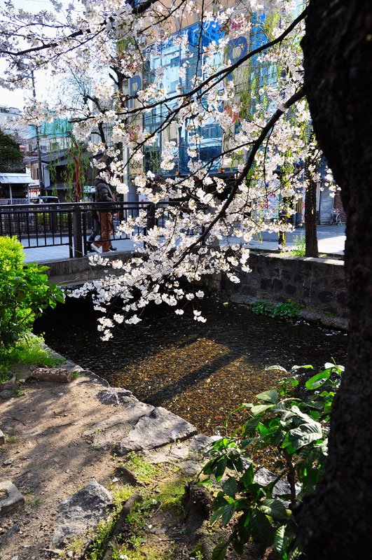 京都、木屋町あたりの午後の桜狩り✿ฺ´☆`✿ฺ_a0031363_9542966.jpg