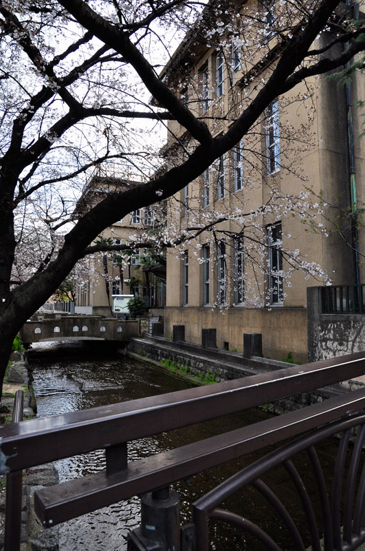 京都、木屋町あたりの午後の桜狩り✿ฺ´☆`✿ฺ_a0031363_9575198.jpg