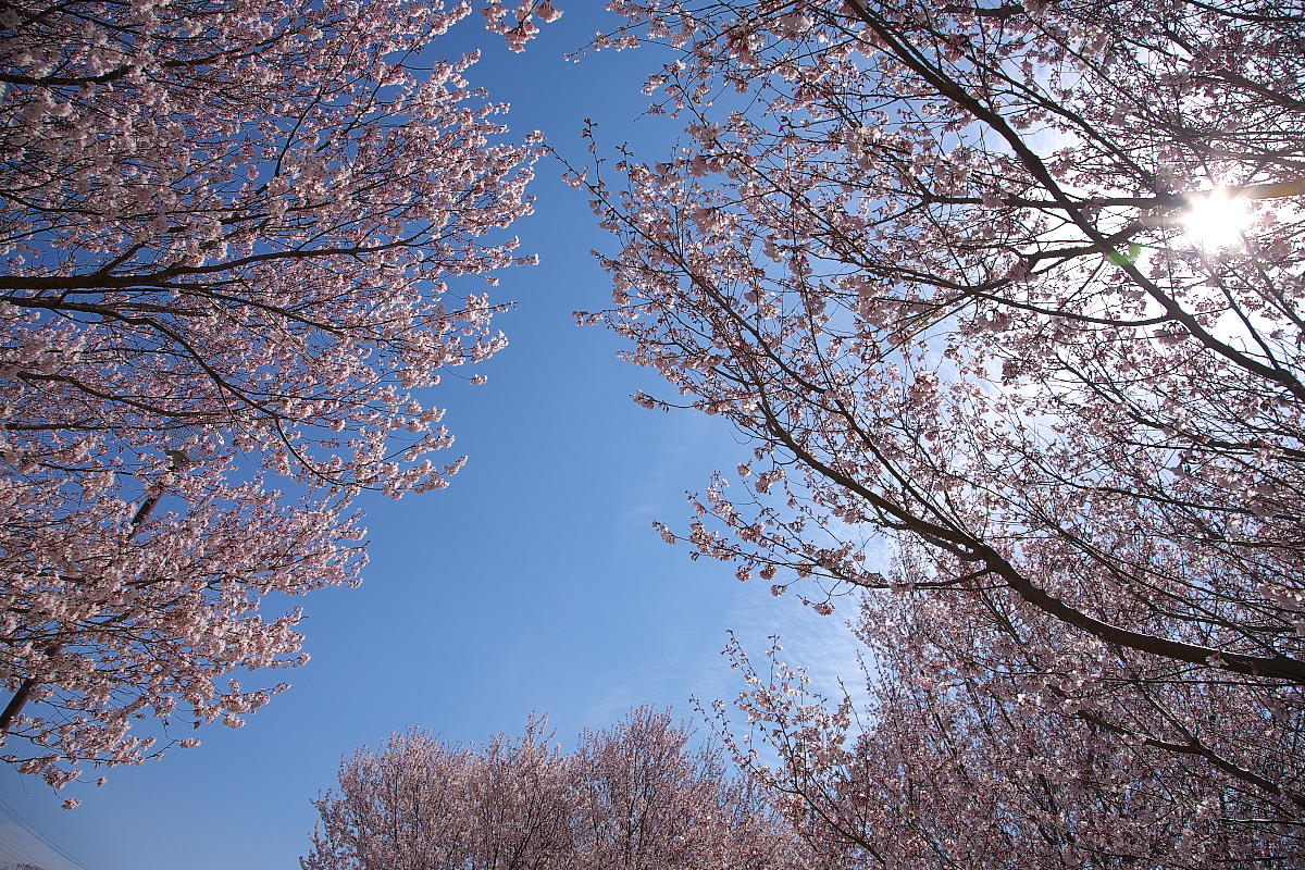 桜の季節_d0127164_23372670.jpg