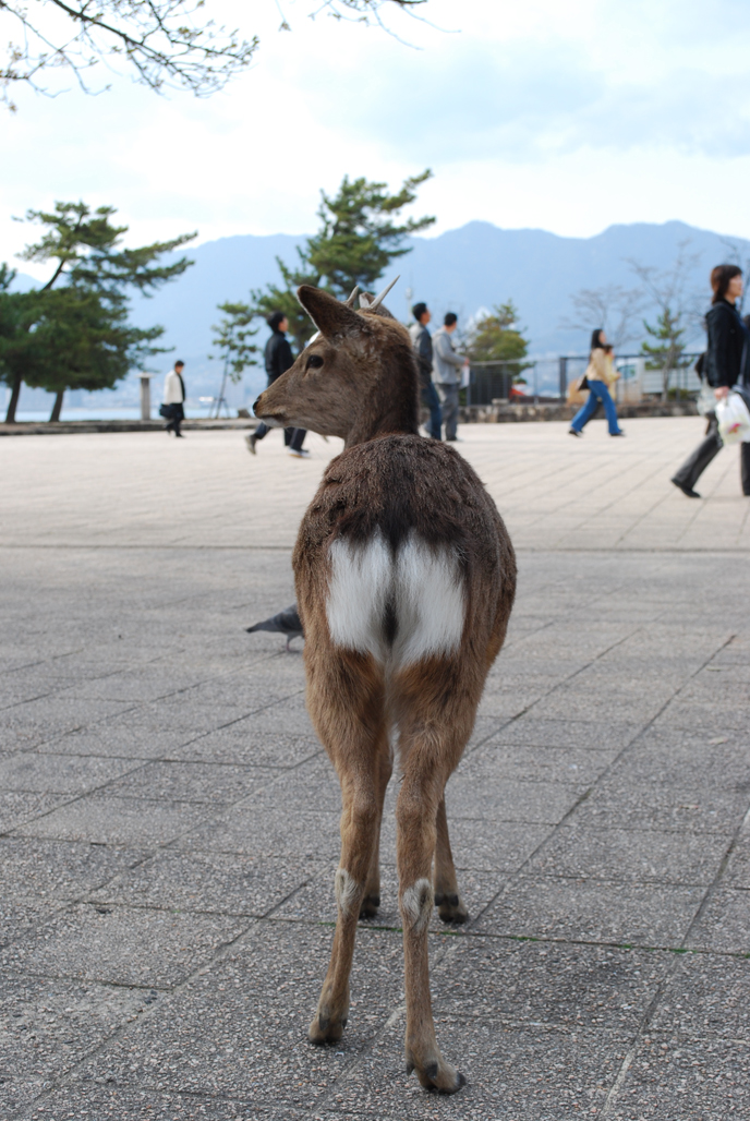 後ろ姿 くろねこアン 後ろ姿 くろねこアン