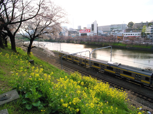 桜の季節。_b0022268_2215688.jpg