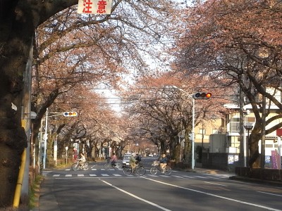 2009桜の咲き具合：国立市桜通り・矢川通り_c0112172_0223762.jpg