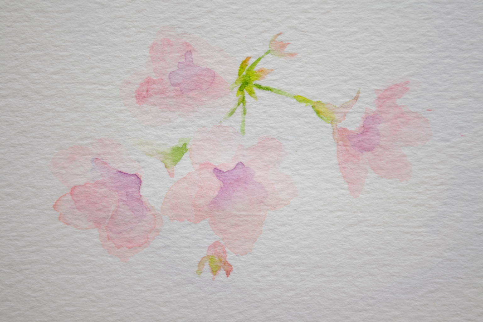 桜 ２ ｙｏｓｕｋｅ ｔａｎａｋａの水彩画の描き方
