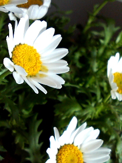f0140174_23292925.jpg
