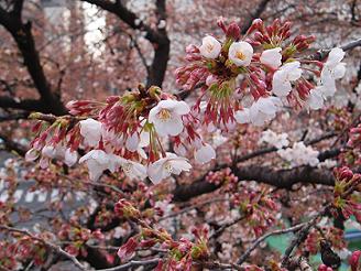 桜_b0150075_17254778.jpg