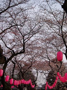 桜_b0150075_17334121.jpg