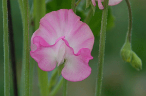 c0167576_6434728.gif