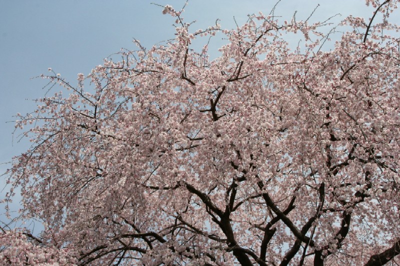 紅しだれ桜満開_e0086880_11372940.jpg