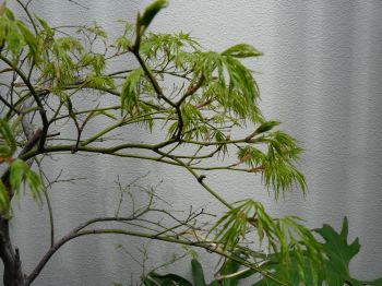 2009年3月31日 寒いのか暑いのか。。。_b0098584_1553311.jpg