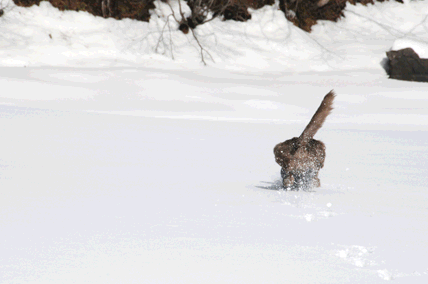 b0132390_1827245.gif