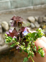 c0178792_21331668.jpg