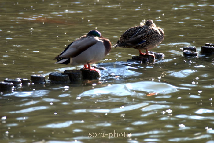 水鳥たち・・・_c0187192_3203751.jpg