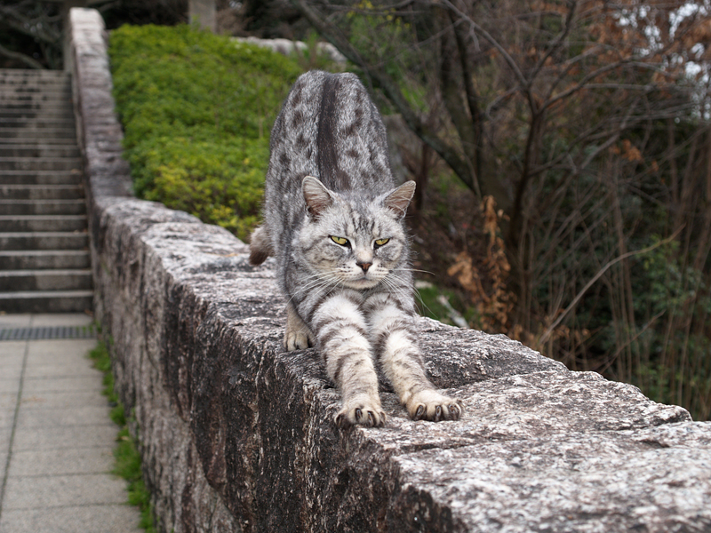 広島の猫#95_c0191394_23125354.jpg