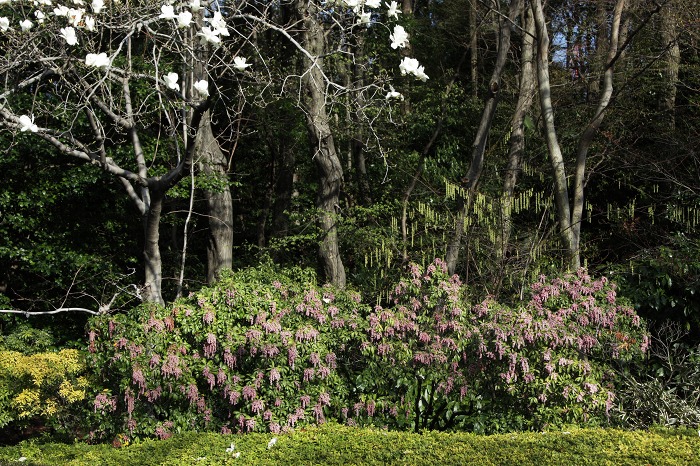 　季節の花々_f0154796_19112239.jpg