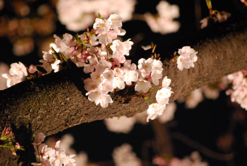 艶やか!! 夜桜の宴_f0101201_2054610.jpg