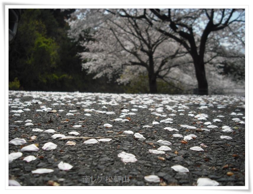 赤芽と桜並木　（松軒山公園）_a0057905_21291796.jpg