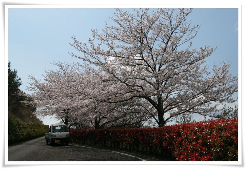 赤芽と桜並木　（松軒山公園）_a0057905_21323354.jpg